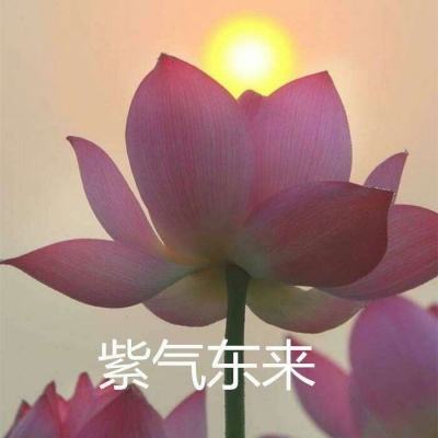 辐射庇护所汉化破解版下载